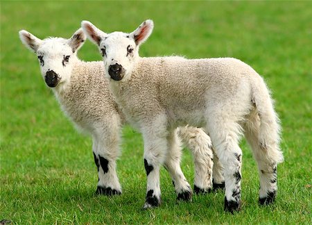 simsearch:400-04478701,k - Two white and black lambs standing side by side in a meadow. Stockbilder - Microstock & Abonnement, Bildnummer: 400-06130917