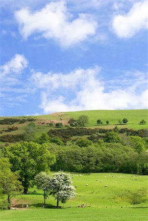 Meadows and hills in spring with flowering hawthorn blossoms and sheep grazing, on a blue sky day with clouds. Stock Photo - Budget Royalty-Free & Subscription, Code: 400-06130926