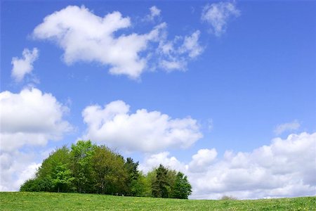 Trees in a meadow in spring, full  of wildflowers with a blue sky and puffy white clouds. Stock Photo - Budget Royalty-Free & Subscription, Code: 400-06130922