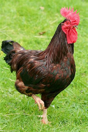 simsearch:400-08342023,k - Rhode Island Red Cockeral standing on one leg in a field. Stock Photo - Budget Royalty-Free & Subscription, Code: 400-06130954