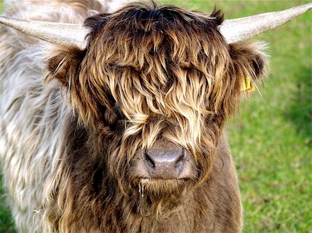 Highland Cattle Stock Photo - Budget Royalty-Free & Subscription, Code: 400-06131074