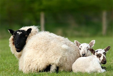 Two lambs sitting next to their mother in a field in spring. Photographie de stock - Aubaine LD & Abonnement, Code: 400-06131106