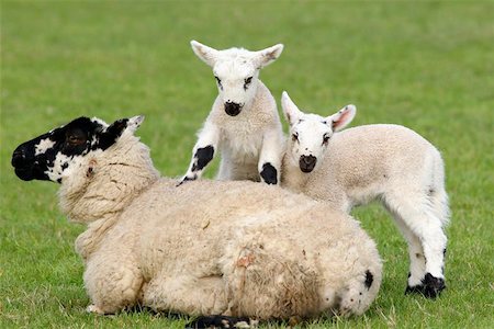 simsearch:400-04478701,k - Sheep lying down in a field in spring with twin lambs climbing on top of her. Stockbilder - Microstock & Abonnement, Bildnummer: 400-06131107