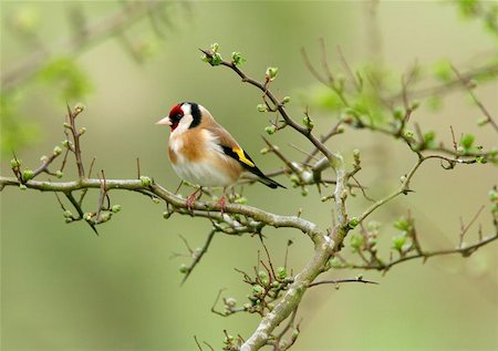 Goldfinch sitting on the branch of a hawthorn tree in spring. Stock Photo - Budget Royalty-Free & Subscription, Code: 400-06131109