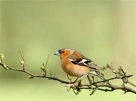 simsearch:400-06130987,k - Male chaffinch sitting on the branch of a hawthorn tree in spring. Photographie de stock - Aubaine LD & Abonnement, Code: 400-06131208