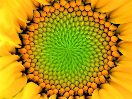 simsearch:400-04751722,k - inside one sunflower Stock Photo - Budget Royalty-Free & Subscription, Code: 400-06131270