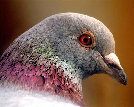 close-up of a feral pigeon Photographie de stock - Aubaine LD & Abonnement, Code: 400-06131334