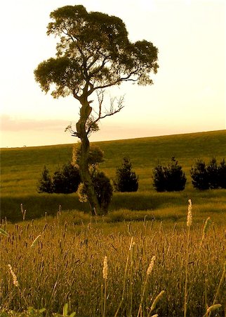 Australia Outback - old tree with wheat at sunset Photographie de stock - Aubaine LD & Abonnement, Code: 400-06131545