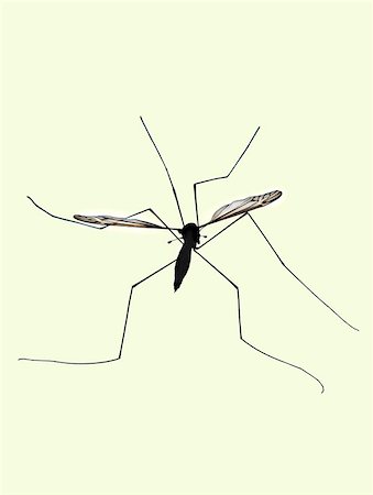 dad crawling - Daddy long legs in silhouette shot against glass.. Stock Photo - Budget Royalty-Free & Subscription, Code: 400-06131634