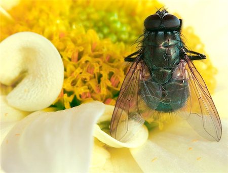 simsearch:400-08706648,k - Close up of a fly on a chrysanthemum flower. Foto de stock - Royalty-Free Super Valor e Assinatura, Número: 400-06131644