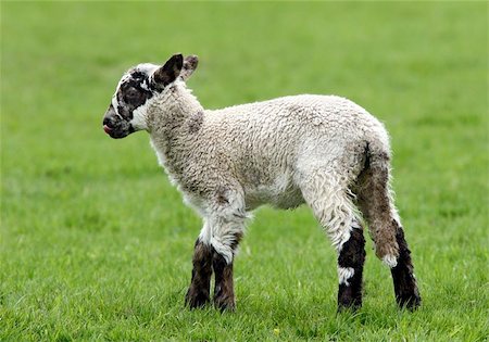 simsearch:400-04478701,k - White and brown speckled lamb standing alone in a field in spring. Stockbilder - Microstock & Abonnement, Bildnummer: 400-06131692