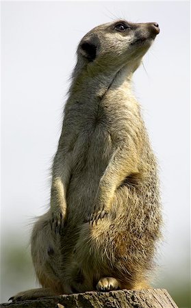 simsearch:400-04375895,k - Meerkat on duty Stock Photo - Budget Royalty-Free & Subscription, Code: 400-06131764