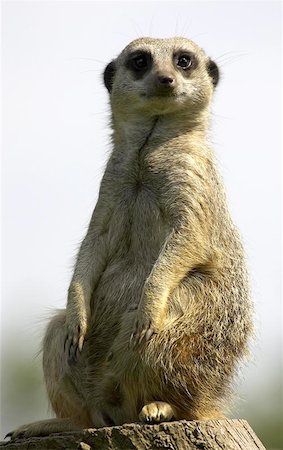 simsearch:400-04375895,k - Meerkat on duty Stock Photo - Budget Royalty-Free & Subscription, Code: 400-06131765