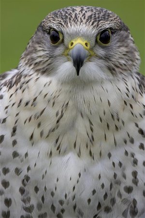 simsearch:400-06131816,k - Saker falcon Photographie de stock - Aubaine LD & Abonnement, Code: 400-06131821