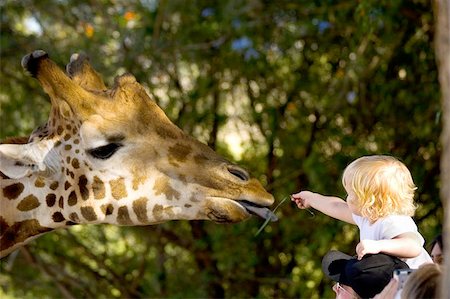 fun park mouth - A young child reaching out from her fathers shoulders to feed a Giraffe in a zoo. Stock Photo - Budget Royalty-Free & Subscription, Code: 400-06131845