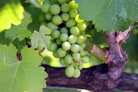 france chardonnay - Bunch of green grapes still on the vine. Stock Photo - Budget Royalty-Free & Subscription, Code: 400-06131851