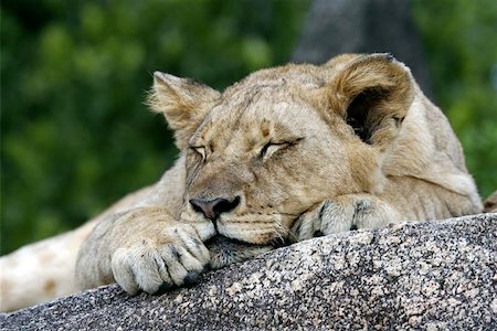 A young female lion sleeping. Stock Photo - Budget Royalty-Free & Subscription, Code: 400-06132387