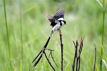 A Pin-tailed Whydah. Stock Photo - Budget Royalty-Free & Subscription, Code: 400-06132394