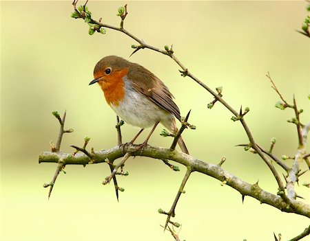 A robin sitting on the branch of a hawthorn tree. Stock Photo - Budget Royalty-Free & Subscription, Code: 400-06132455