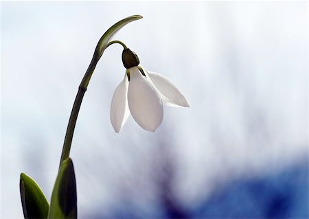 first snowdrop Photographie de stock - Aubaine LD & Abonnement, Code: 400-06132615