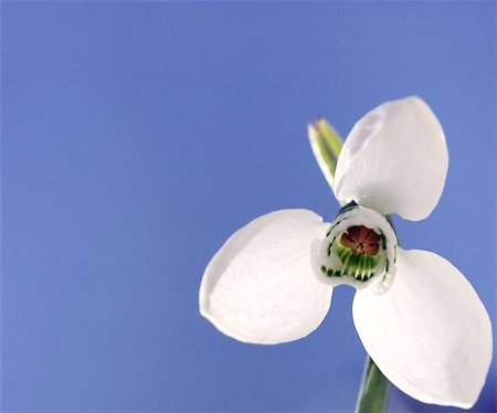 beautiful snowdrop Stock Photo - Budget Royalty-Free & Subscription, Code: 400-06132616