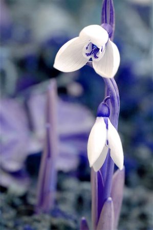 digital alterated..snowdrop flower Stock Photo - Budget Royalty-Free & Subscription, Code: 400-06132619