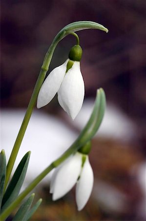 snowdrop flower Stock Photo - Budget Royalty-Free & Subscription, Code: 400-06132624