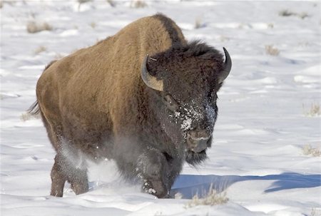 Bison walking in snow at Yellowstone NP. Stock Photo - Budget Royalty-Free & Subscription, Code: 400-06132621