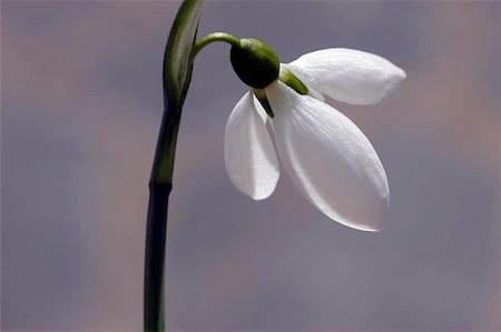 snowdrop flower Stock Photo - Budget Royalty-Free & Subscription, Code: 400-06132633