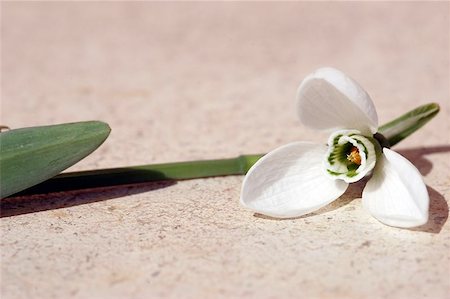 snowdrop flower Stock Photo - Budget Royalty-Free & Subscription, Code: 400-06132653