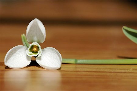 snowdrop flower Stock Photo - Budget Royalty-Free & Subscription, Code: 400-06132664