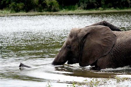 parque nacional de hwange - An african elephant swimming. Foto de stock - Super Valor sin royalties y Suscripción, Código: 400-06132795