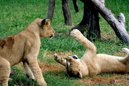 simsearch:614-06896838,k - Two 6 month old lions playing. Photographie de stock - Aubaine LD & Abonnement, Code: 400-06132797