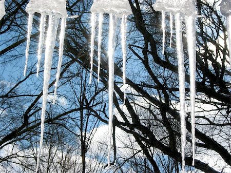 Icicles sparkling in the spring sun on the background of blue sky and trees Stock Photo - Budget Royalty-Free & Subscription, Code: 400-06132835