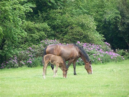Bay mare and foal in green field with flowering shrub Stock Photo - Budget Royalty-Free & Subscription, Code: 400-06132893