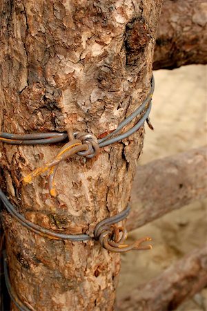 simsearch:400-05300192,k - Old wooden fense post with rusty barbed wire Stock Photo - Budget Royalty-Free & Subscription, Code: 400-06132971