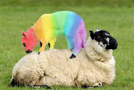 simsearch:400-04478701,k - Female sheep lying in a field in spring with a lamb climbing on its back, with the lambs coat saturated with colors of the rainbow. Stockbilder - Microstock & Abonnement, Bildnummer: 400-06133755
