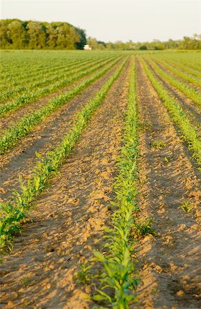 Corn field in the spring Stock Photo - Budget Royalty-Free & Subscription, Code: 400-06133867