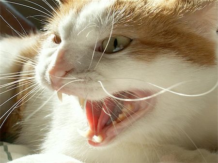 simsearch:400-06329732,k - angry cat Photographie de stock - Aubaine LD & Abonnement, Code: 400-06133937