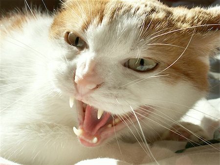 simsearch:400-06329732,k - angry cat Photographie de stock - Aubaine LD & Abonnement, Code: 400-06133938