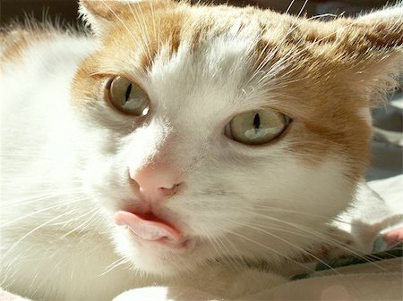 simsearch:400-06329732,k - angry cat closeup Photographie de stock - Aubaine LD & Abonnement, Code: 400-06133939