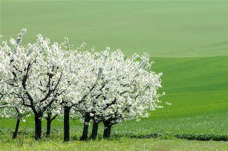 felinda (artist) - blossoming cherry Photographie de stock - Aubaine LD & Abonnement, Code: 400-06144005