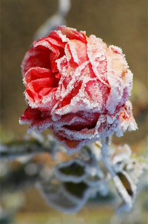 felinda (artist) - frozen rose Photographie de stock - Aubaine LD & Abonnement, Code: 400-06144007