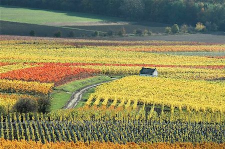 farm house in germany - vineyards in autumn colors. Germany Stock Photo - Budget Royalty-Free & Subscription, Code: 400-06144001