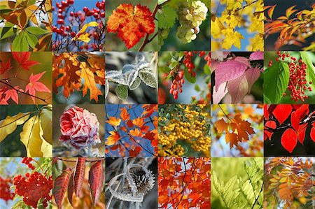 felinda (artist) - autumn flora Photographie de stock - Aubaine LD & Abonnement, Code: 400-06144159