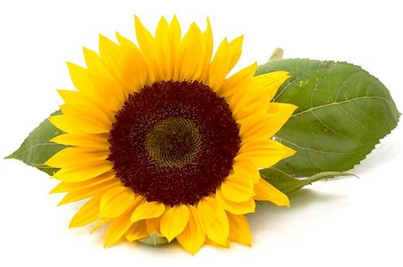 felinda (artist) - sunflower isolated Photographie de stock - Aubaine LD & Abonnement, Code: 400-06144160