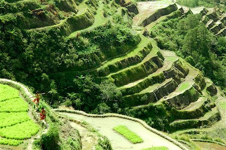 philippine rice paddies - Banaue rice terraces Foto de stock - Super Valor sin royalties y Suscripción, Código: 400-06144374