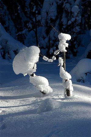 Russia, Southern Ural, Urenga ridge, ?aiga in winter Photographie de stock - Aubaine LD & Abonnement, Code: 400-06144478