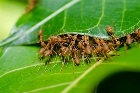 red ant teamwork in green nature or in the garden Stock Photo - Budget Royalty-Free & Subscription, Code: 400-06140134