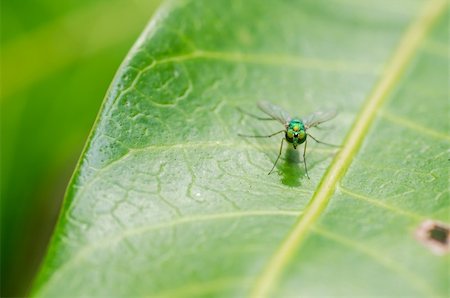 simsearch:400-06140139,k - fly macro in green nature or in the city or on food Stock Photo - Budget Royalty-Free & Subscription, Code: 400-06140139